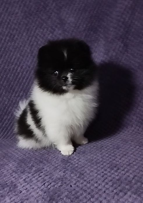 Померанский шпиц ПАНДА