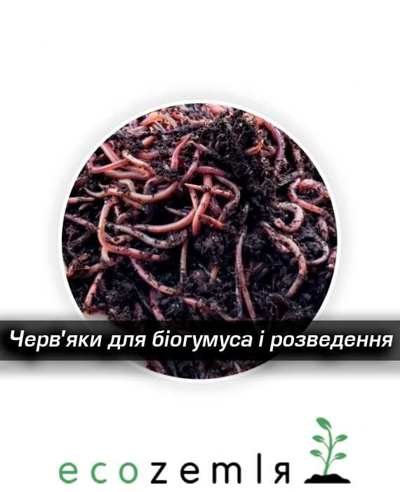 Хробаки черви старателі каліфорнійскі для біогумуса, рибалки 1500шт