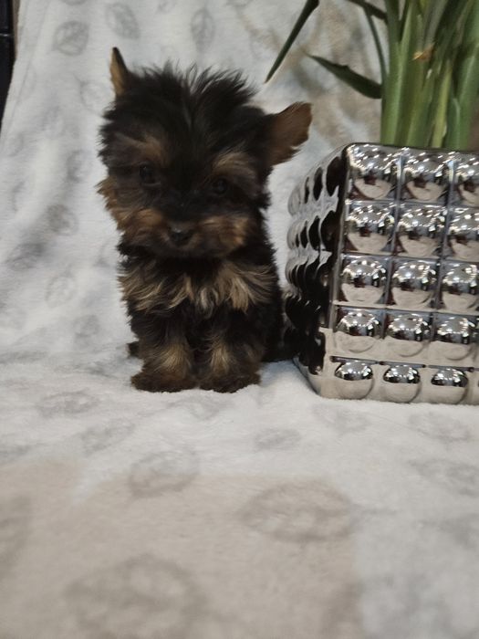 Sunia york z Rodowodem do odbioru