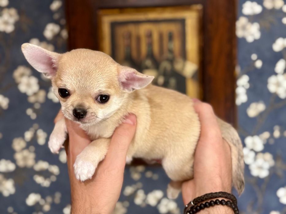 Chihuahua krótkowłosy