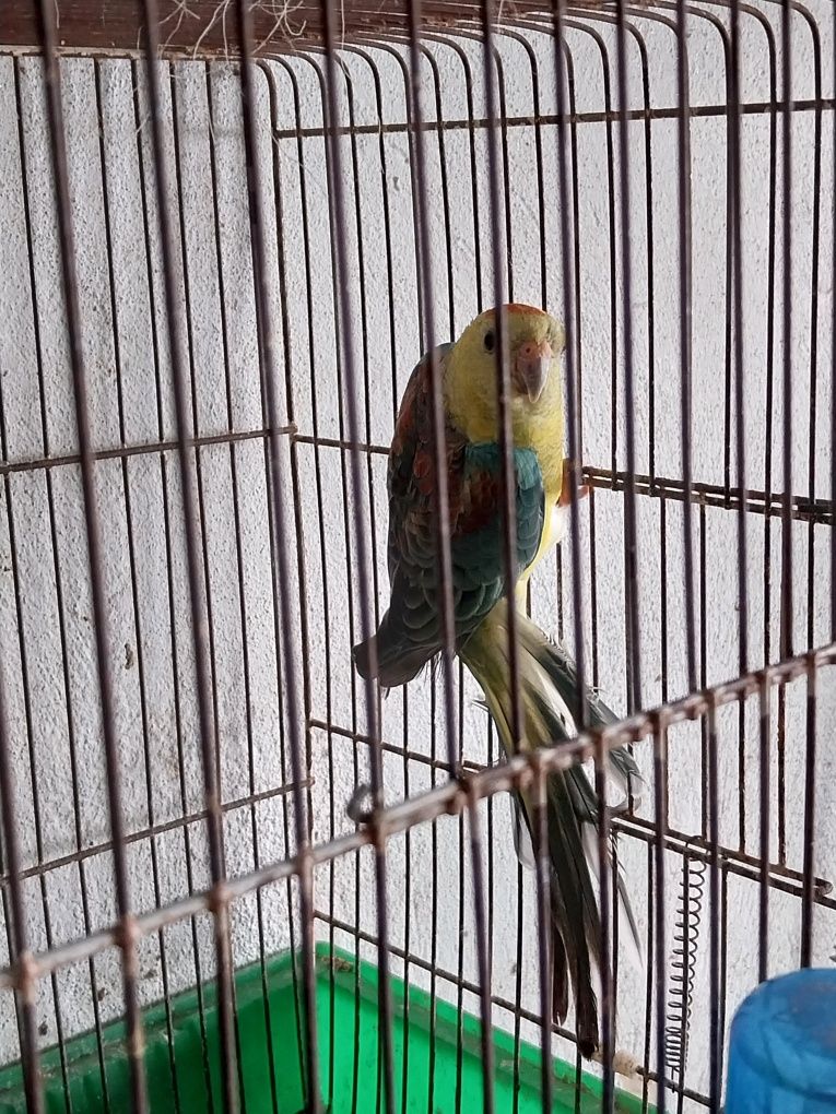 Cedência de um macho de red rumpd