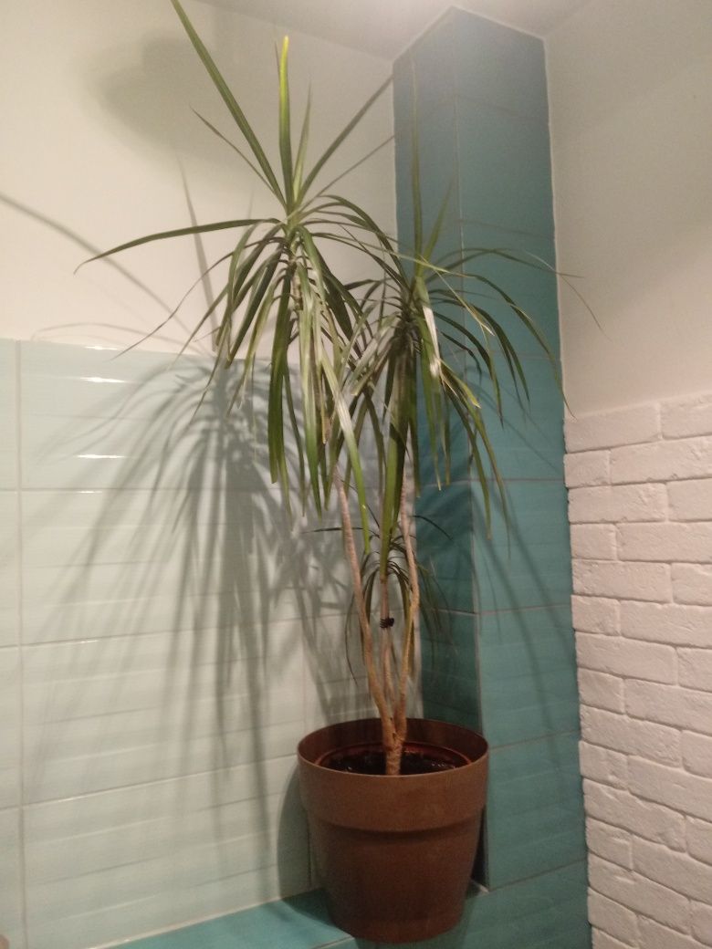 Dracena obrzeżona smokowiec kwiat doniczkowy wys. 105 cm