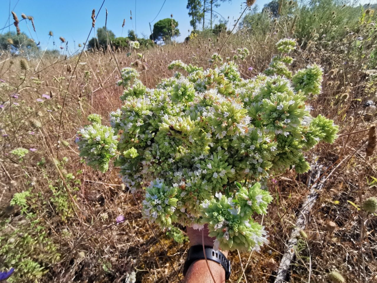 Orégãos em folha e flor sem talos sem químicos  sem produtos, 100% Nat