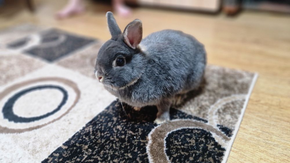 Новозеландські кролики