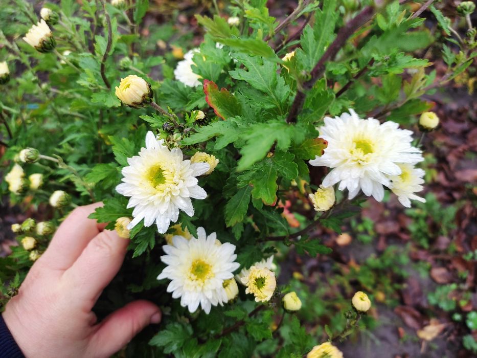 Корейська хризантема, мультифлора