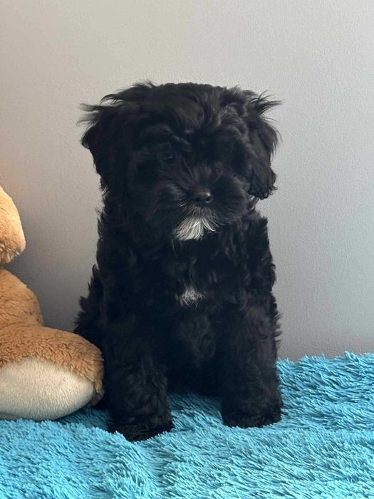 Shihpoo-Pudel Toy /badania gen -Suczka