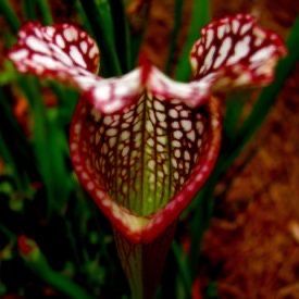 Мухоловка Сарраценія (Sarracenia)