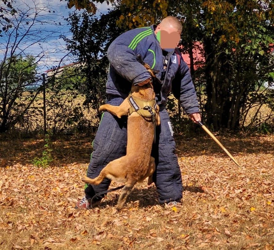 Owczarek Belgijski Malinois FCI