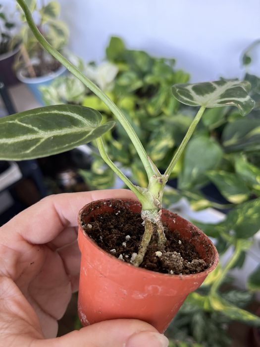 Антуріум  Silver Blush