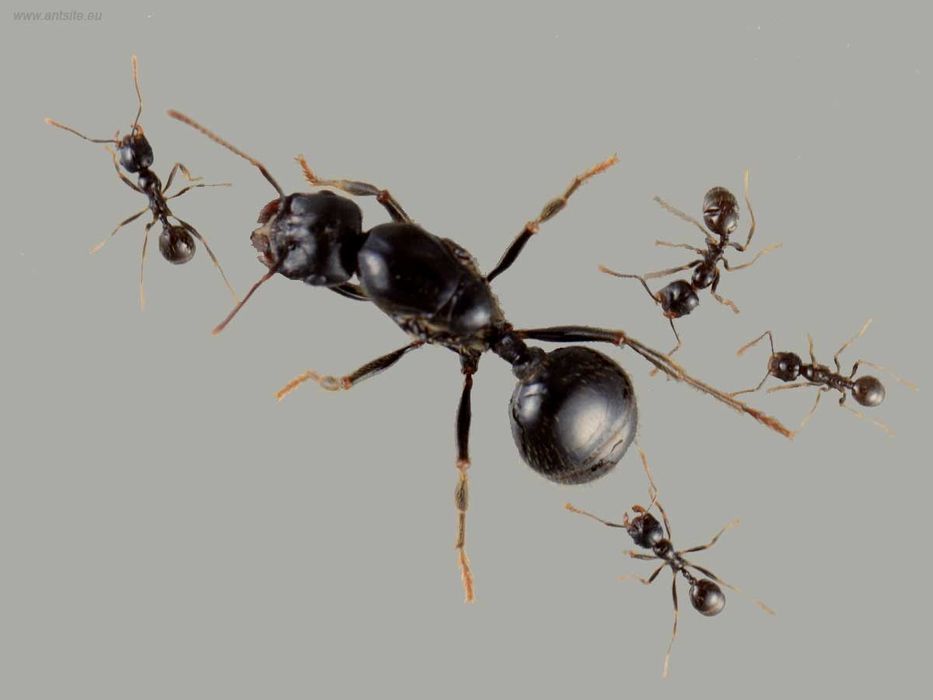Муравьи Messor capitatus