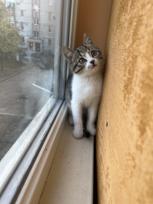 Котенок девочка Леона 2 мес