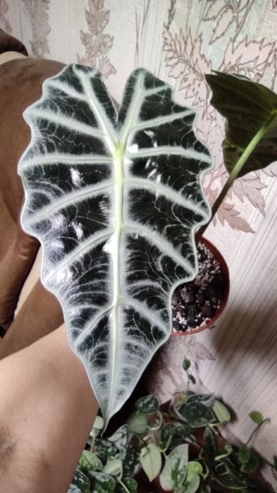 алоказія сорта Bambino,Поллі,Махарані,Нобіліс, Dragon scale