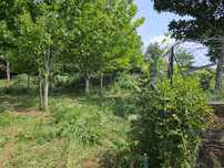 Terreno com castanheiros venade boa entrada