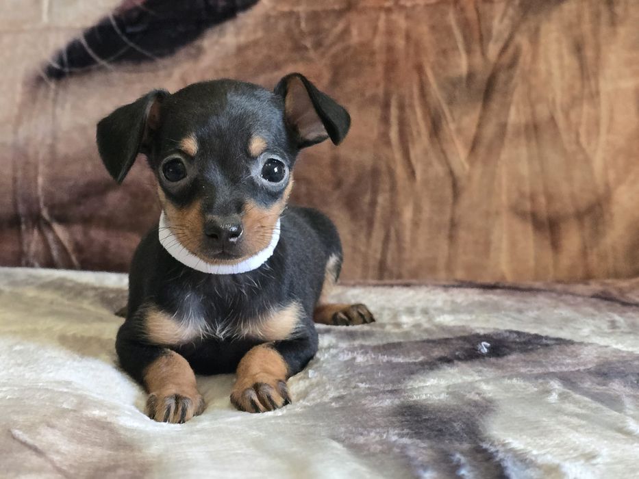 Ratler Praski chłopak