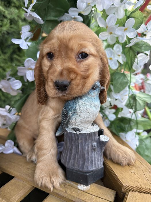 Śliczny piesek Cocker Spaniel Angielski z rodowodem