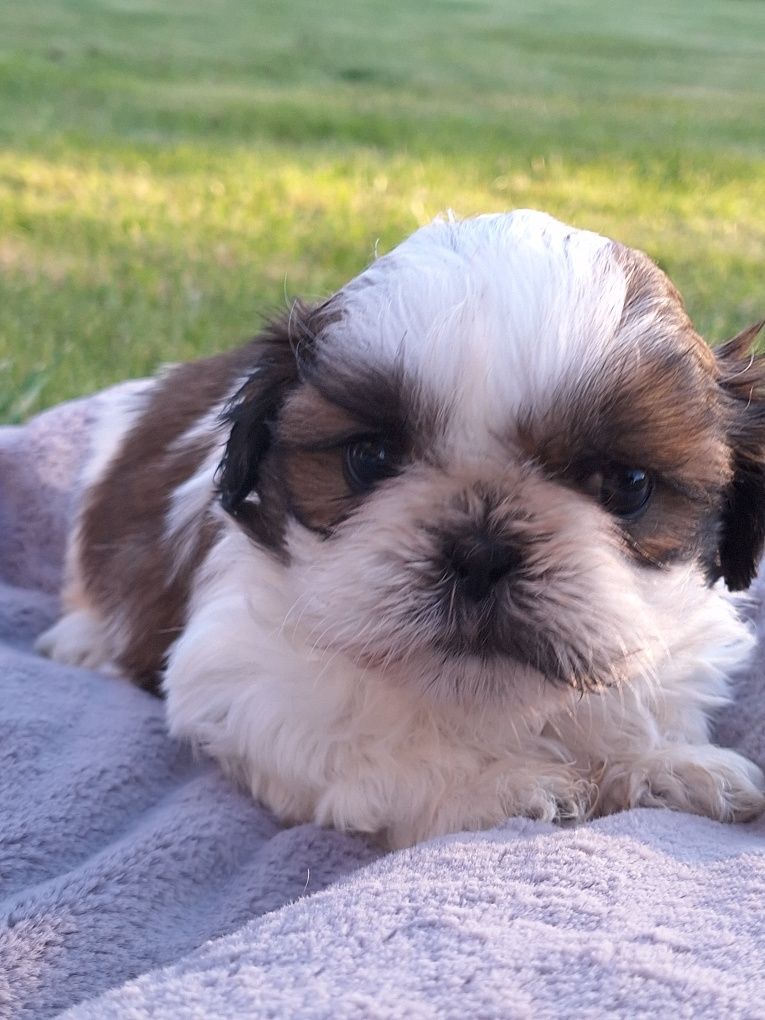 Shih-Tzu piękna sunia