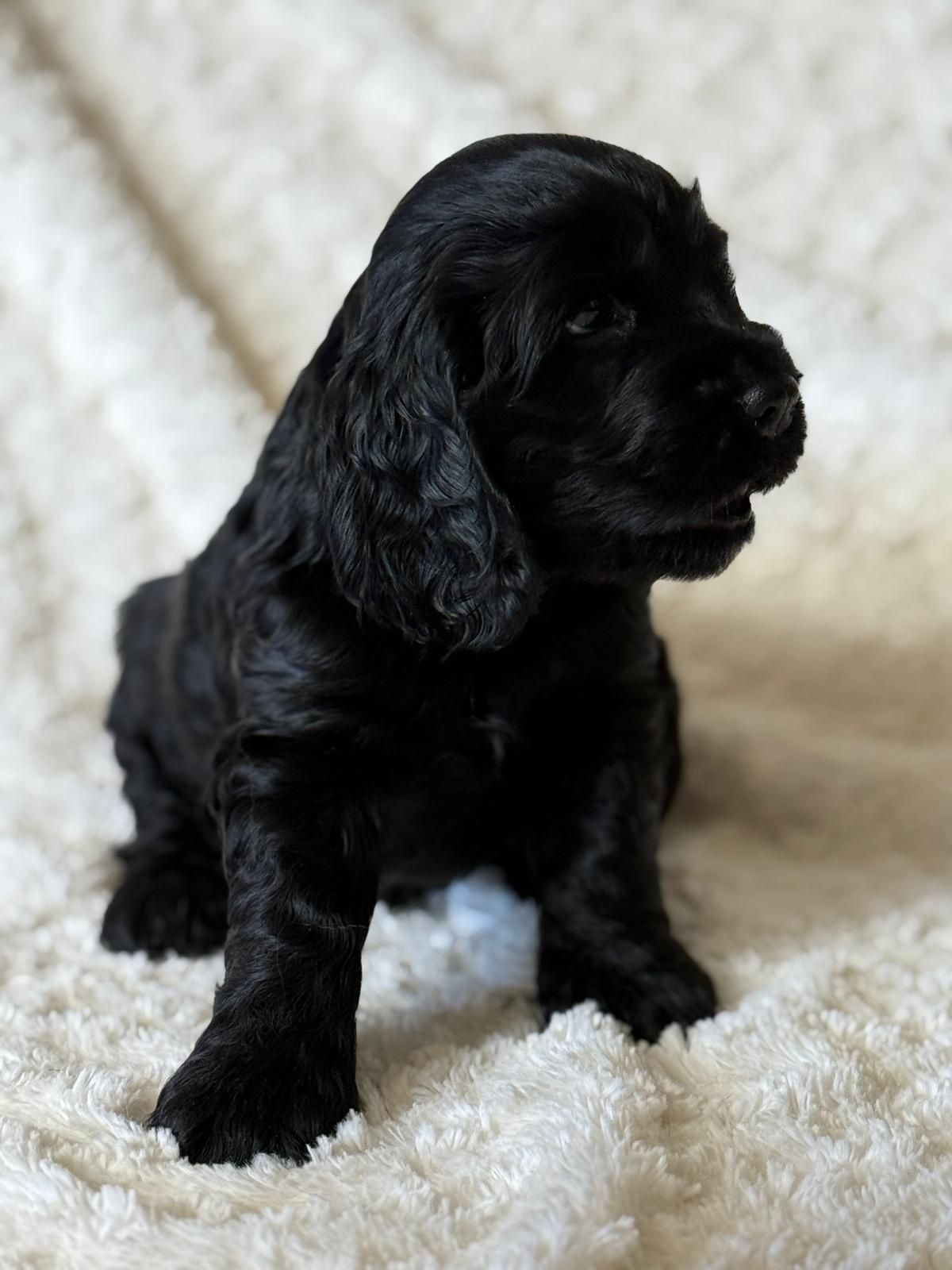 Cocker Spaniel Angielski - pies Agent