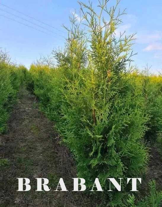 Tuja Brabant/Szmaragd 250 , 220 cm SADZIMY (dostawa GRATIS cały kraj)