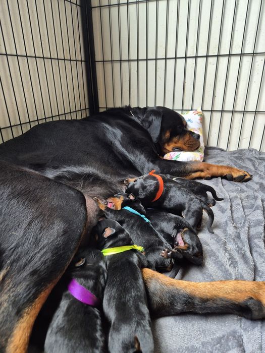 Szczenię Rottweiler, 100% Import Rodowód, Ojciec ADRK - Samiec