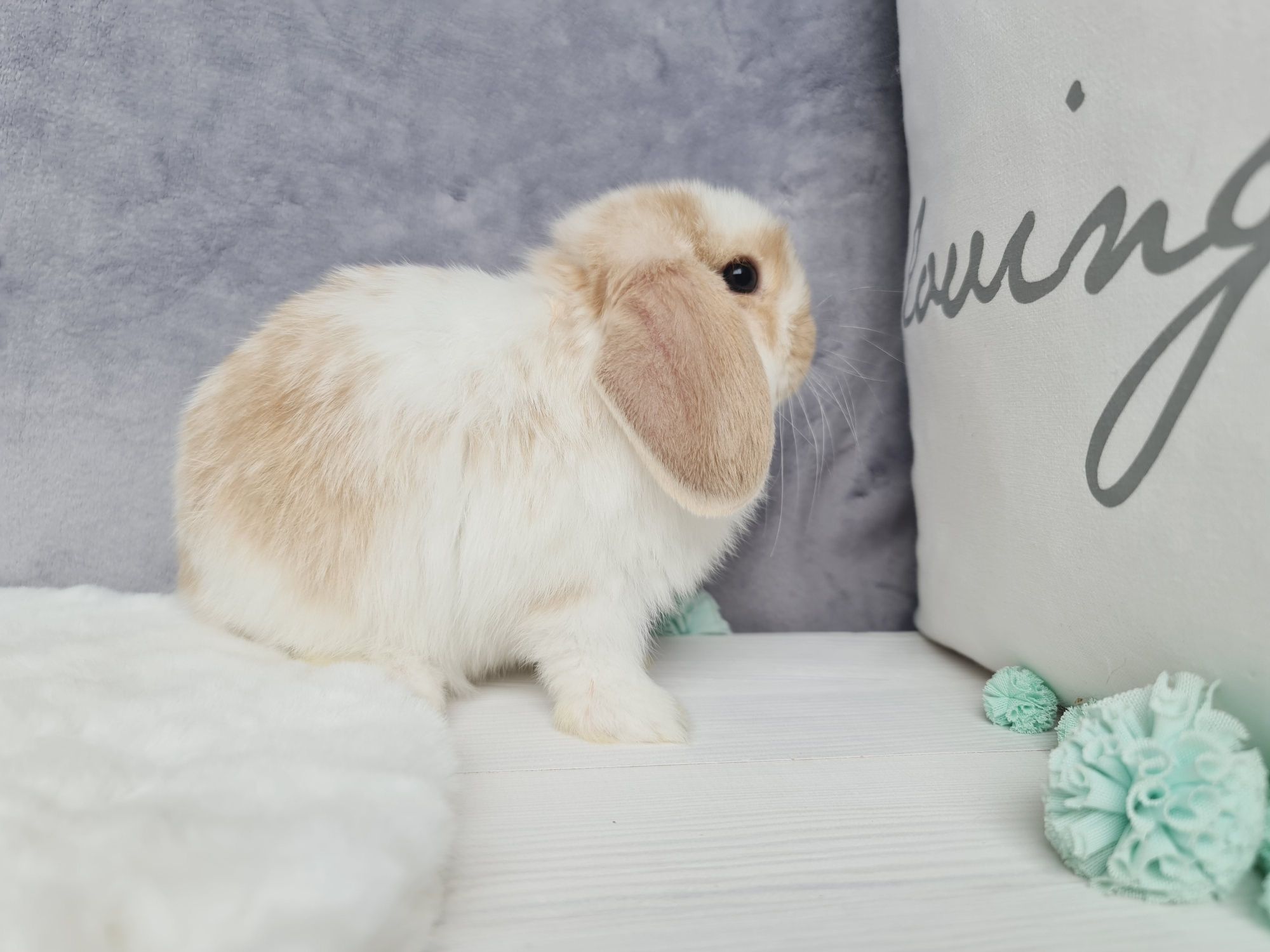 Mini lop królik króliczek miniaturka hodowla czip