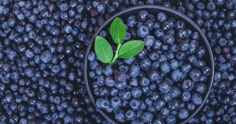 Jagody dziennie zbierane