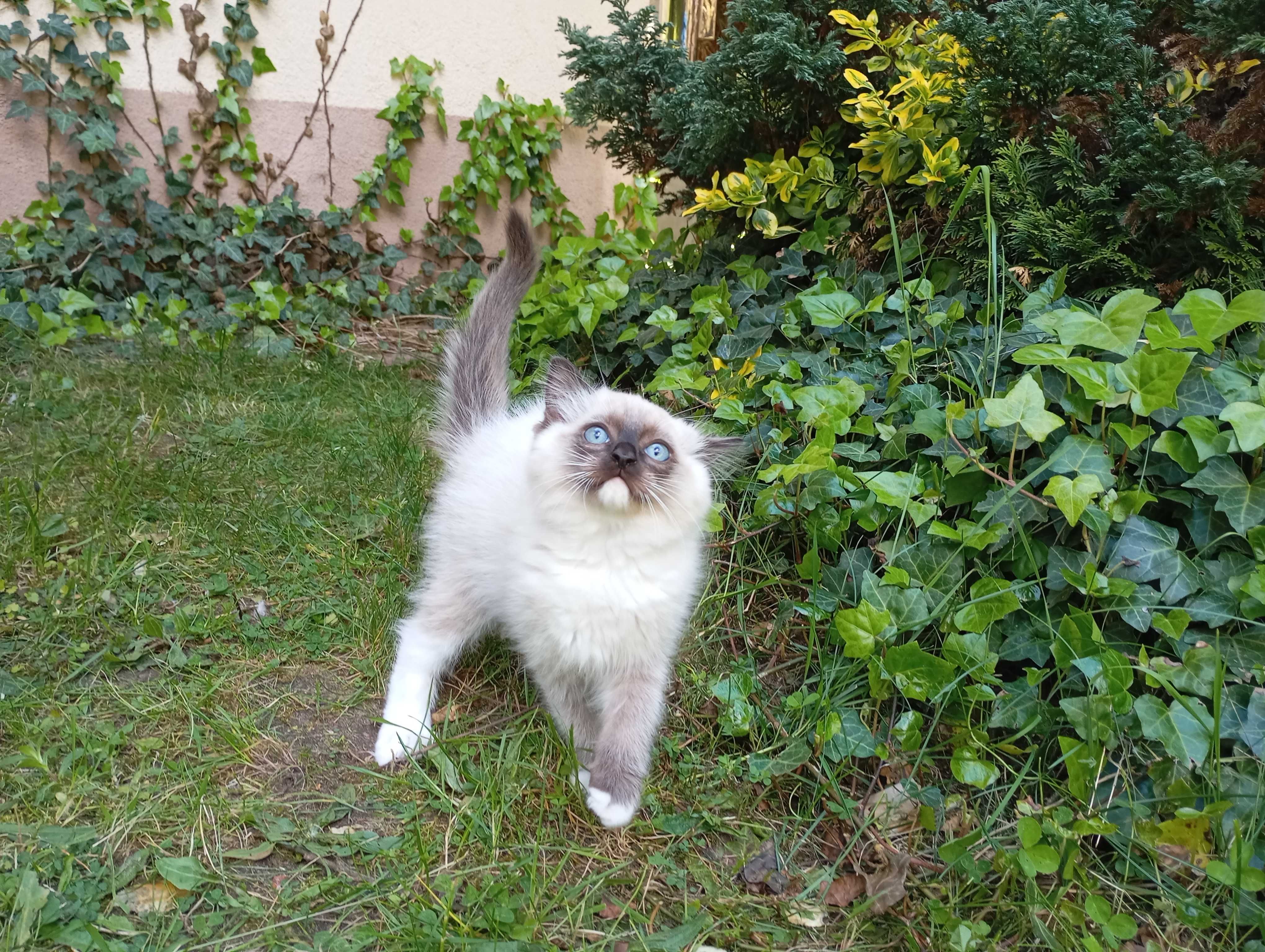 Kocurek Ragdoll z rodowodem