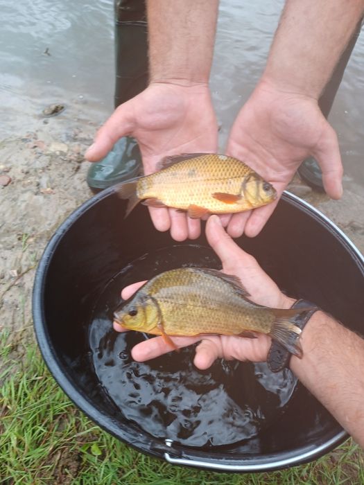 Karaś złota . Amur , Lin , Tołpyga  , Sandacz.