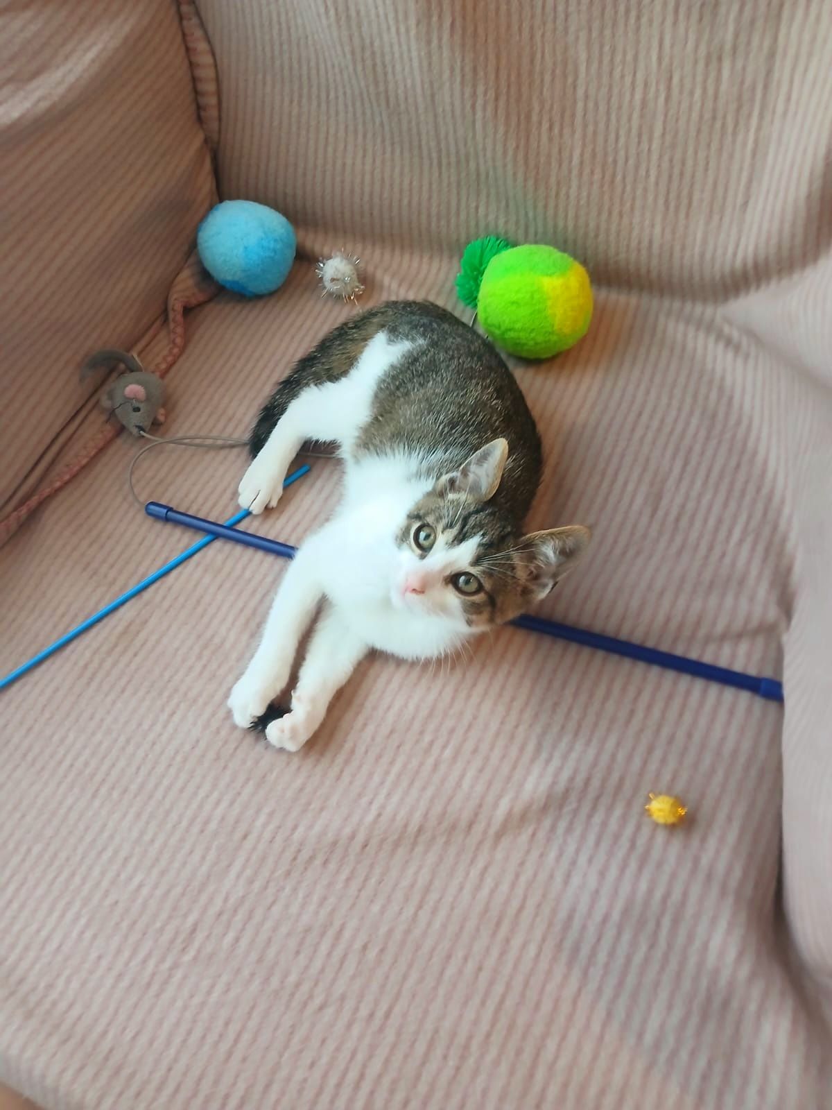 Filipek puszysty kociak