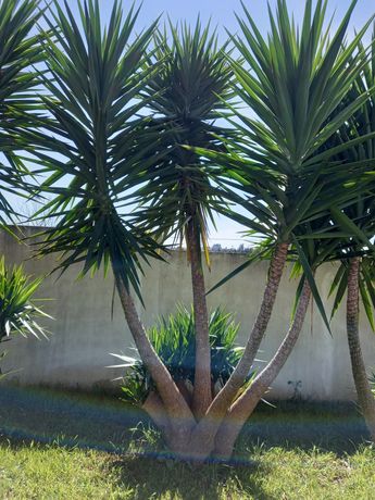 Palmeiras de Iucas ou plantas de água grandes para jardim