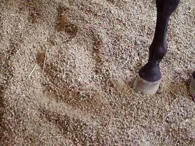 BedStraw pellet ze słomy ściółka dla koni i drobiu 67x15kg dostawa 0zł