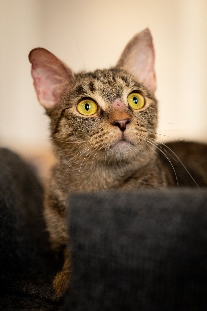 Kicia Wrotka poleca się do adopcji