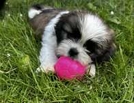 Shih tzu Piękny Piesek