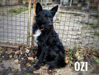 Mieszaniec sznaucera, 1,5 roczny Ozi adopcja