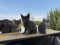 Віддам кошеня/кошенят в хороші руки