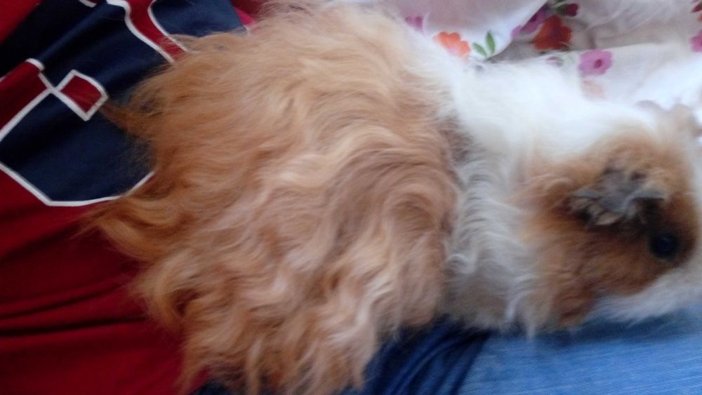 Королевские морские свинки