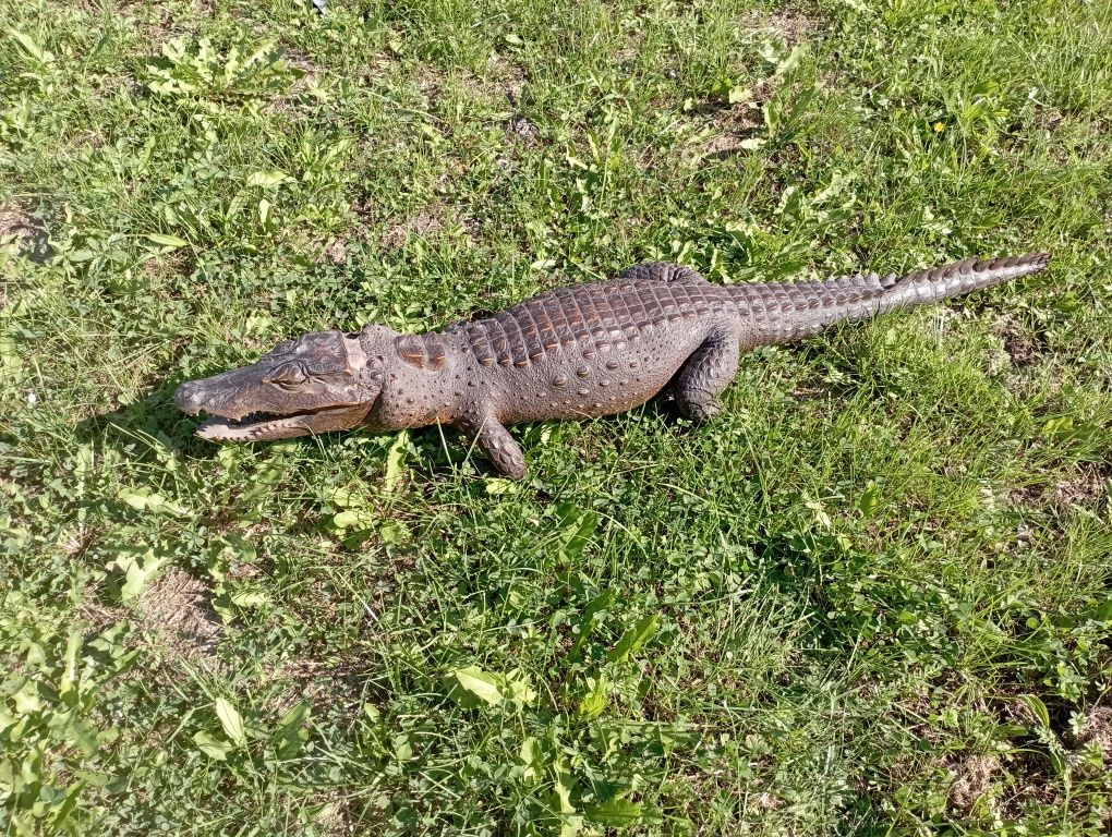 krokodyl preparowany gada kaymana