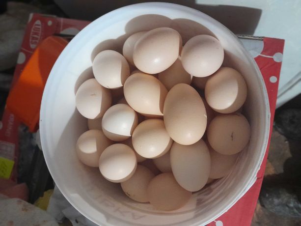 Інкубаційне яйце курки Срібний Адлер яйцемясна порода під замовлення