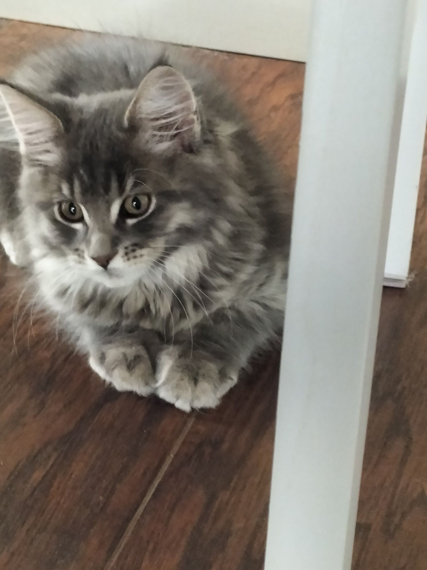 Kocurek niebieskiMaine Coon FPL