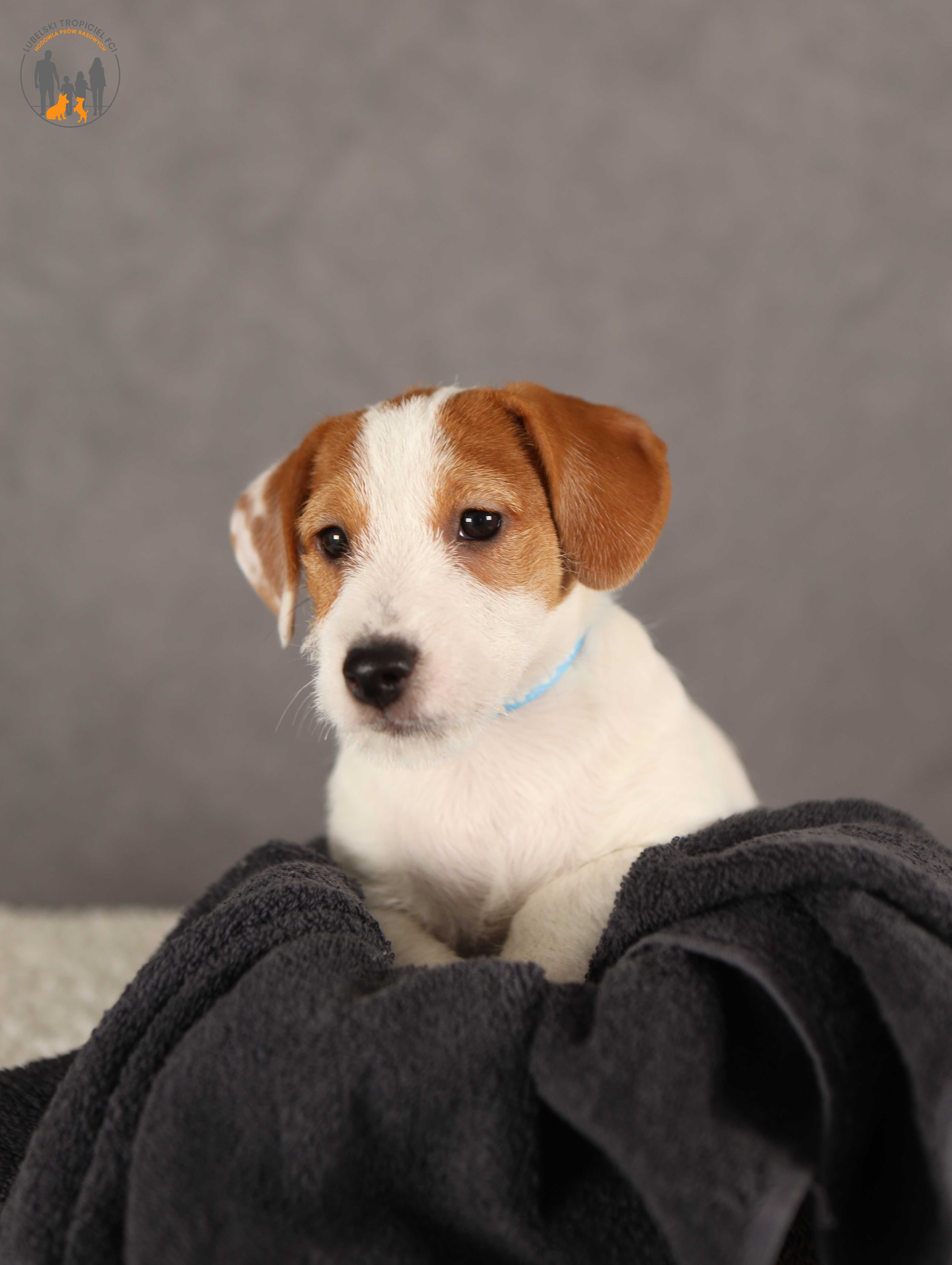 Jack Russell Terrier ZKwP FCI piękny piesek