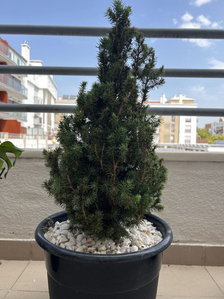 Plantas Naturais- Monstera, pinheiro, dracena, cacto