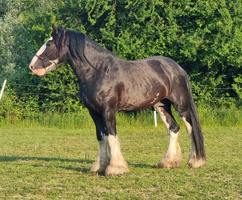 Piękny Shire Horse ogier (SHS)