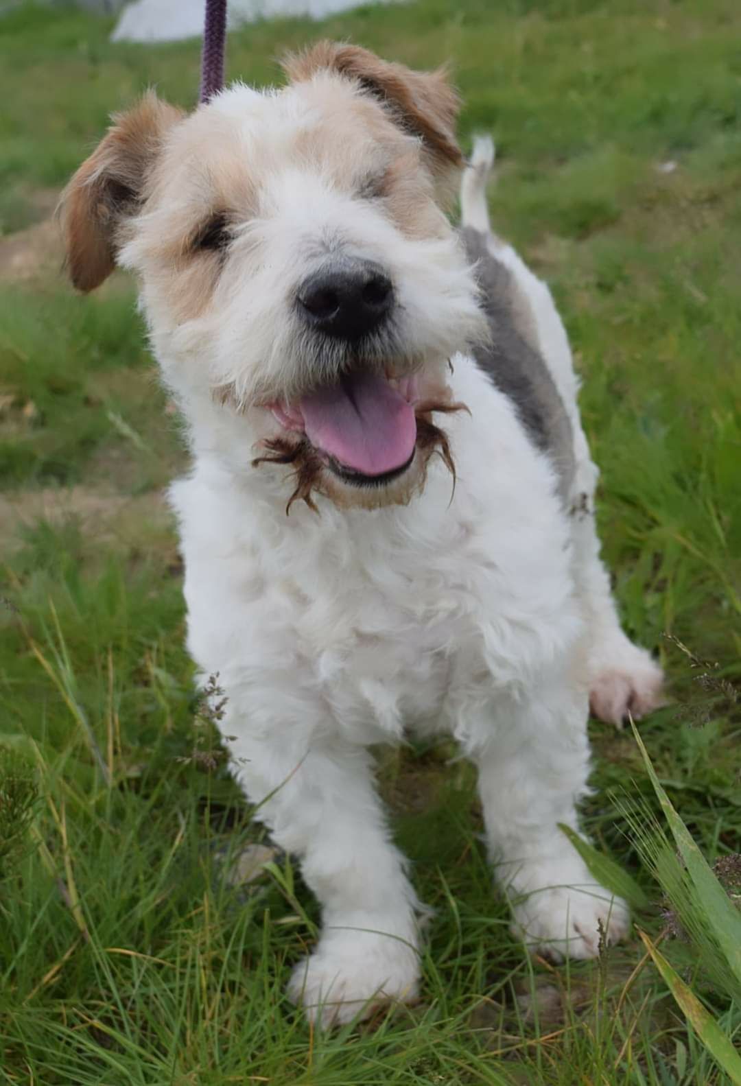 Foksterier szuka domu. Adopcja