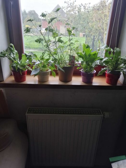 Zamienię kwiaty domowe