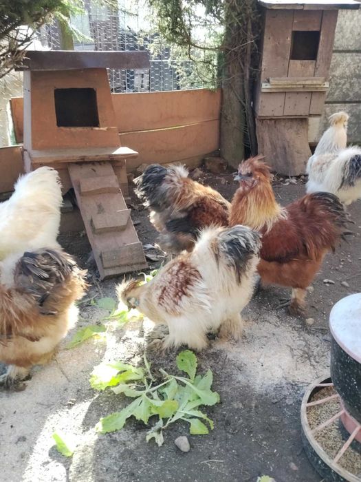 Sprzedam koguty silki