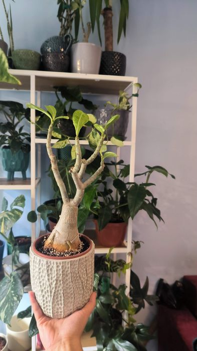 Adenium arabskie arabicum róża pustyni