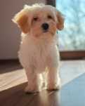 Maltipoo chłopiec samiec szczeniak