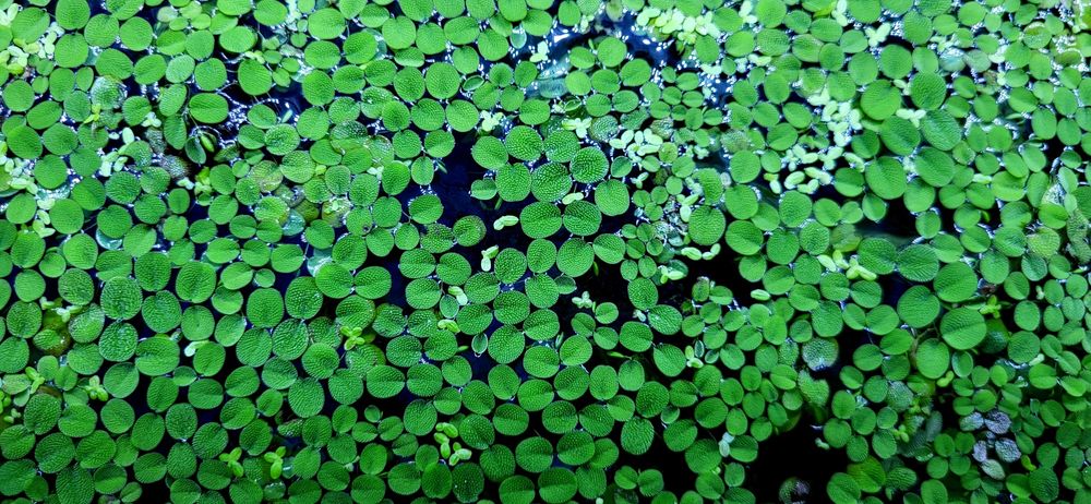 Salvinia Natans drobnolistna