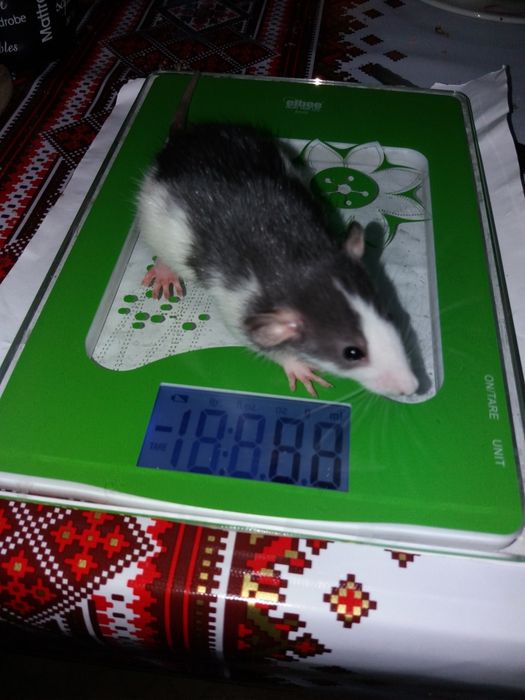 Крыски домашние, умные , 1 месяц от рождения.