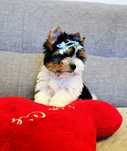 Śliczny York 100% Biewer Yorkshire Terrier Yorki