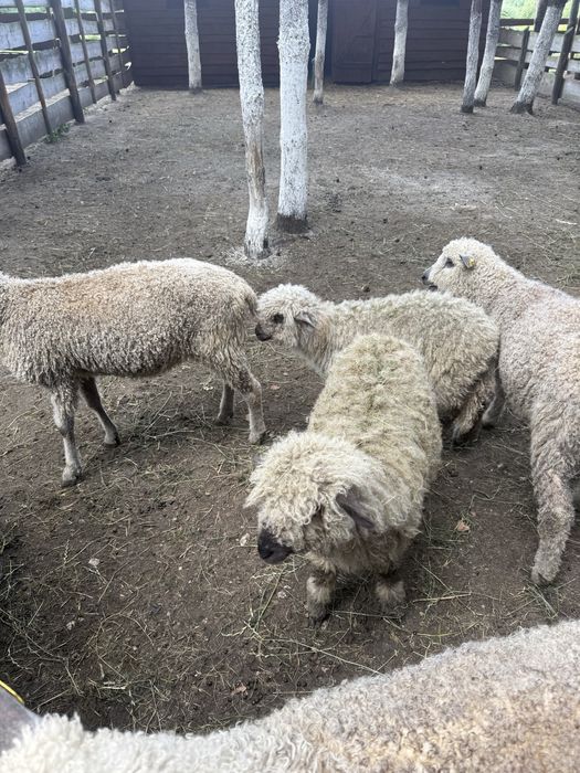 Owieczka Wensleydale